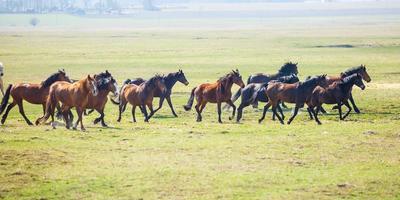 enorme manada de caballos en el campo. raza de caballo de tiro bielorruso. símbolo de libertad e independencia foto