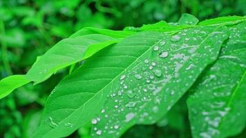 Raindrops fall on the leaves in the rainy season video