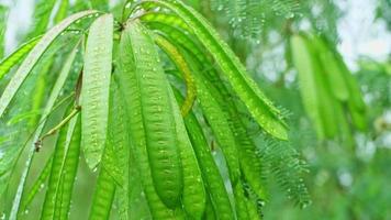 les gouttes de pluie tombent sur les feuilles pendant la saison des pluies video