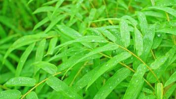 Raindrops fall on the leaves in the rainy season video