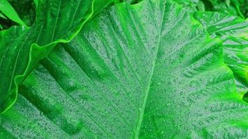 Raindrops fall on the leaves in the rainy season video