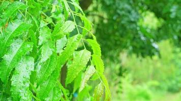 Raindrops fall on the leaves in the rainy season video