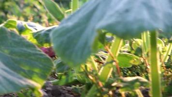 Pumpkin field at thanksgiving in low angle view and side view shows growing pumpkins and ripening squashes for halloween and thanksgiving holidays in fall with organic farming and organic vegetables video