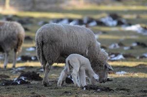 ovejas en invierno foto