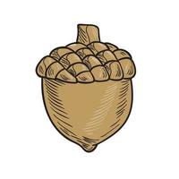 Acorn Isolated Drawing vector