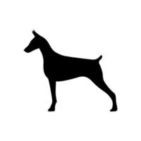 Doberman silhouette black. Dog vector illustration