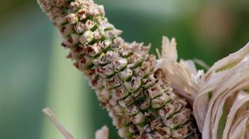 Dry corn field in drought period and extreme heat period shows global warming and climate change with crop shortfall and crop failures causing hunger and inflation as water shortage and arid climate video