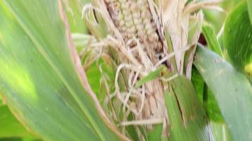 Dry corn field in drought period and extreme heat period shows global warming and climate change with crop shortfall and crop failures causing hunger and inflation as water shortage and arid climate video