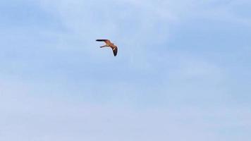 Flying falcon and hunting falconidae shaking in flight looking for prey like mice and rabbits gliding through the air with spreaded wings is a mighty eagle or fast hawk with majestic feathered wings video