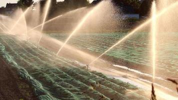 agricolo irrigazione sistema è necessario dovuto per caldo estate e siccità causato di clima modificare minaccia agricoltura e agricoltura industria con asciutto tempo metereologico e no pioggia gonfiare Ritaglia prezzi raccogliere video