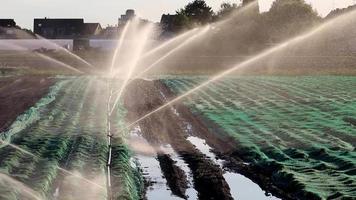 se necesita un sistema de riego agrícola debido al verano caluroso y la sequía causada por el cambio climático amenaza la agricultura y la industria agrícola con clima seco y sin lluvias inflar los precios de los cultivos cosecha video