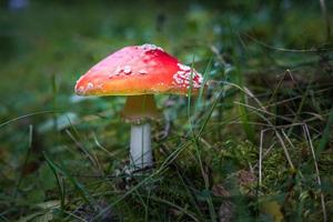 Amanita muscari. Toxic and hallucinogen beautiful red-headed mushroom Fly Agaric in grass on autumn forest background. source of the psycho-active drug Muscarine photo