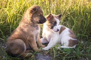 dos cachorros sin hogar se sientan juntos en la hierba foto