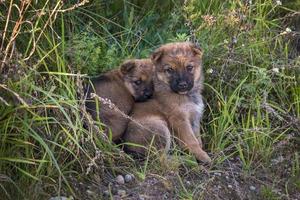 dos cachorros sin hogar se sientan juntos en la hierba foto