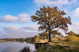 beautiful landscape in oak grove with clumsy branches near river in gold autumn photo