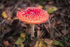 Amanita muscari. Toxic and hallucinogen beautiful red-headed mushroom Fly Agaric in grass on autumn forest background. source of the psycho-active drug Muscarine photo