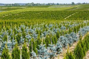 plantación de coníferas jóvenes en invernadero con muchas plantas foto