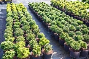 rows of young conifers in greenhouse with a lot of plants on plantation photo