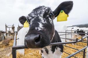 Cowshed. Livestock cow farm. Herd of black white cows are looking at the camera with interest. Breeding cows in free animal husbandry. photo