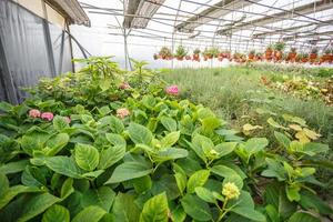 rows of young flowers in greenhouse with a lot of indoor plants on plantation