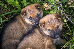 dos cachorros sin hogar se sientan juntos en la hierba foto