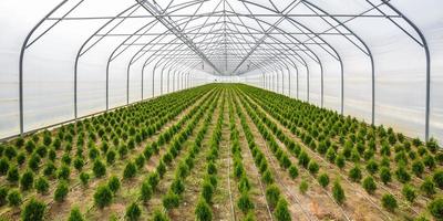 hileras de coníferas jóvenes en invernadero con muchas plantas en plantación foto