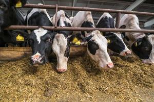 Cowshed. Livestock cow farm. Herd of black white cows are looking at the camera with interest. Breeding cows in free animal husbandry. photo