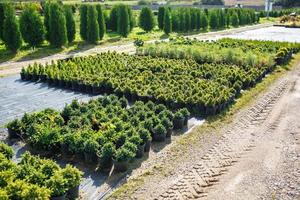 rows of young conifers in greenhouse with a lot of plants on plantation photo