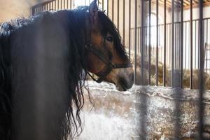 beautiful brown stallion with a black mane walks behind the fence photo
