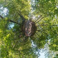 tiny planet transformation of spherical panorama 360 degrees. Spherical abstract aerial view on green maple forest. Curvature of space. photo