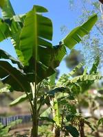 árbol de plátano con hojas foto