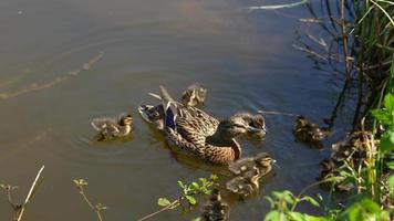 Untitled ProjectBrown mother duck and ducklings sit at edge of water in the grass on a sunny day video