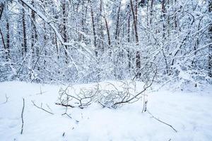 bosque de pinos de invierno cubierto de nieve. hermoso panorama de invierno en nevadas foto