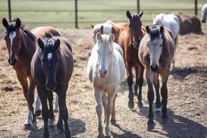 enorme manada de caballos en el campo. raza de caballo de tiro bielorruso. símbolo de libertad e independencia foto