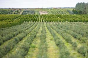 hileras de coníferas jóvenes en invernadero con muchas plantas en plantación foto