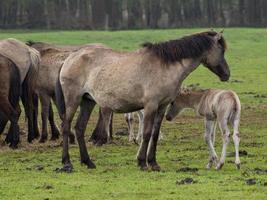 wild horses in the german muensterland photo