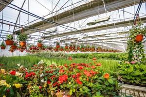 hileras de flores jóvenes en invernadero con muchas plantas de interior en la plantación foto