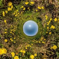 blue sky ball in middle of swirling dandelion field. Inversion of tiny planet transformation of spherical panorama 360 degrees. Curvature of space. photo