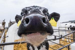 establo. granja de ganado vacuno. el rebaño de vacas blancas y negras mira la cámara con interés. cría de vacas en ganadería libre. foto