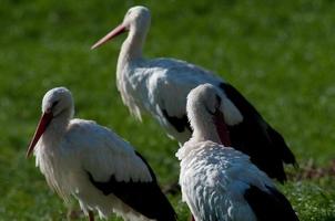 storks, in germany photo