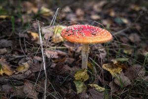 amanita muscari. tóxico y alucinógeno hermoso hongo de cabeza roja agárico de mosca en hierba sobre fondo de bosque de otoño. fuente de la droga psicoactiva muscarina foto