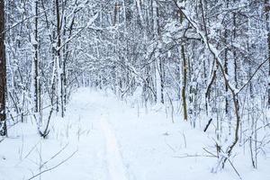 bosque de pinos de invierno cubierto de nieve. hermoso panorama de invierno en nevadas foto