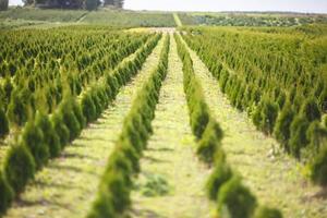 hileras de coníferas jóvenes en invernadero con muchas plantas en plantación foto