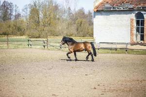 brown horse with a black mane walks behind the fence photo