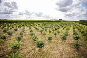 hileras de coníferas jóvenes en invernadero con muchas plantas en plantación foto