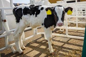 Livestock cow farm. Herd of black white calfs are looking at the camera with interest. Breeding cows in free animal husbandry. Cowshed photo