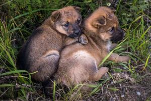 dos cachorros sin hogar se sientan juntos en la hierba foto