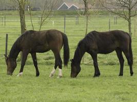 horses on a german meadow photo