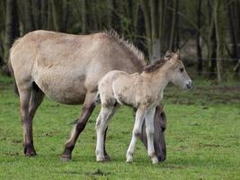 wid horses herd in germany photo