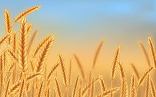 Wheat vector illustration.